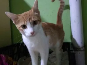 Gato raça Srd idade 2 a 6 meses nome Lorinha
