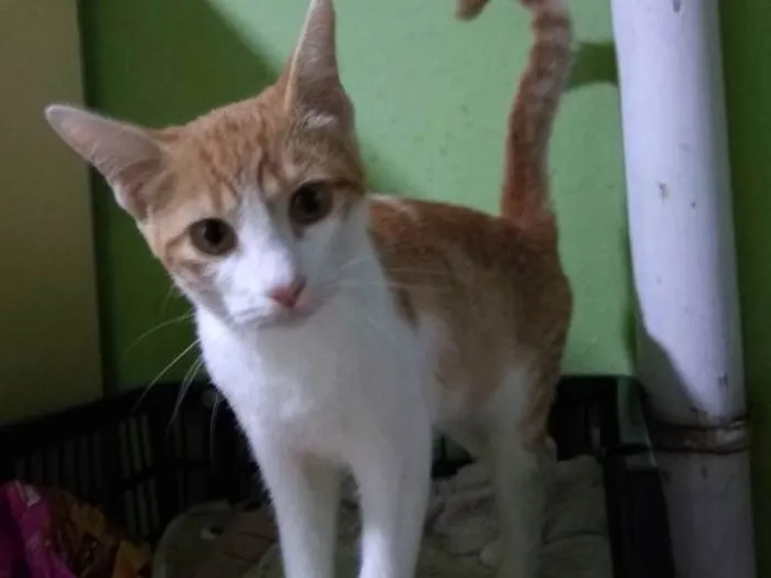 Gato ra a Srd idade 2 a 6 meses nome Lorinha