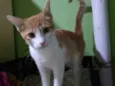 Lorinha