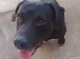 Bidu