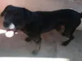 Bidu