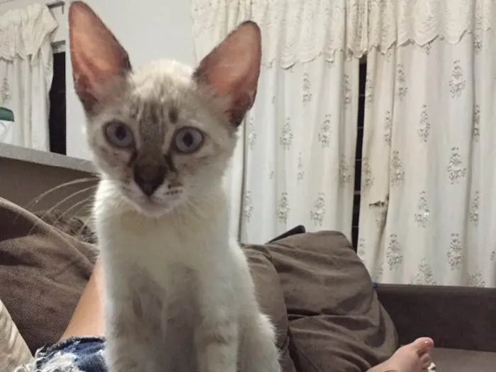 Gato ra a Siamês  idade 2 a 6 meses nome Clarinha