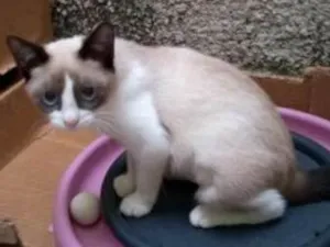 Gato raça Srd idade 2 a 6 meses nome Belinha