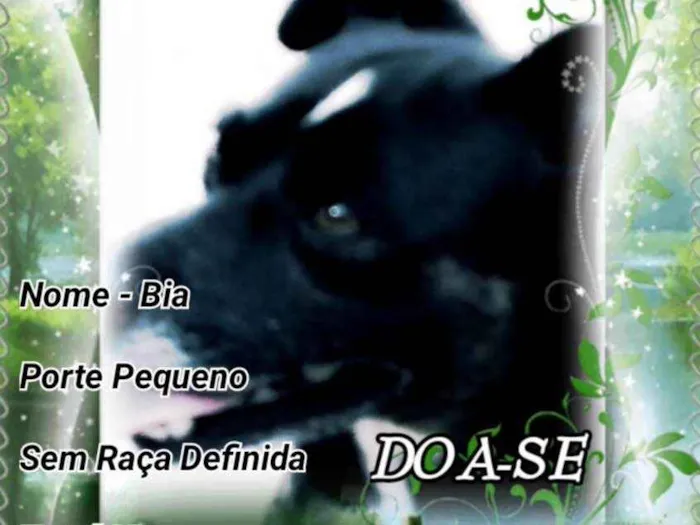 Cachorro raça Sem Raça Definida idade 6 ou mais anos nome Bia 