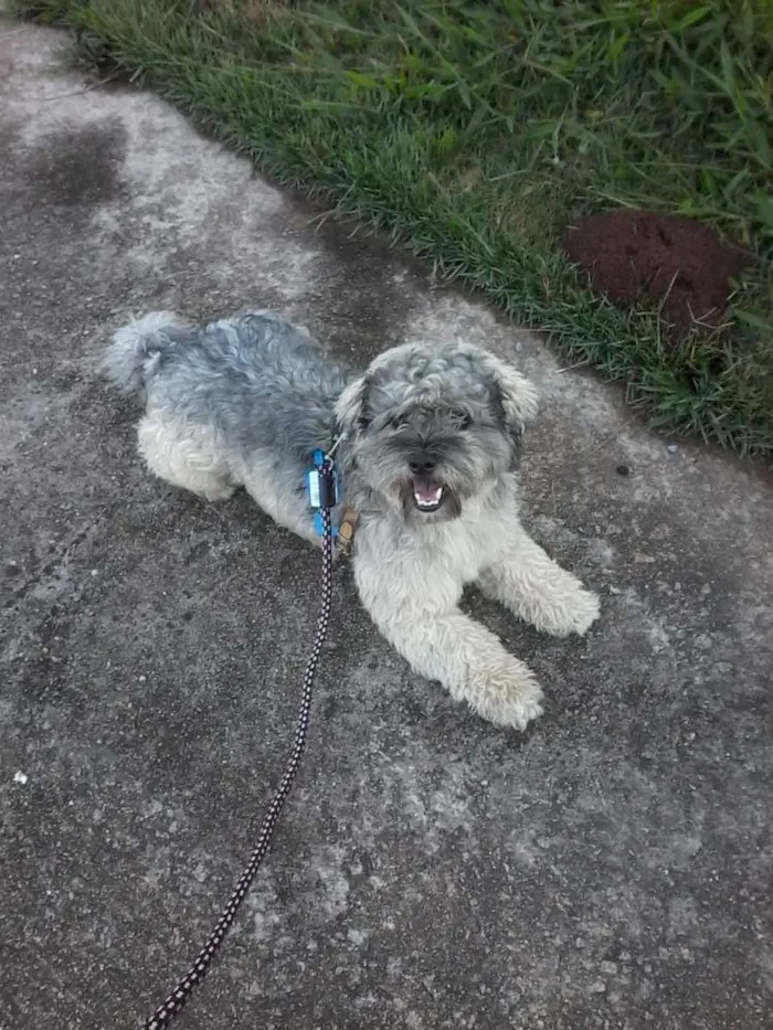 Cachorro ra a Mestiço Poodle  idade 2 anos nome Max