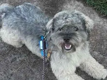 Cachorro ra a Mestiço Poodle  idade 2 anos nome Max