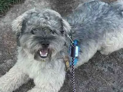 Cachorro ra a Mestiço Poodle  idade 2 anos nome Max