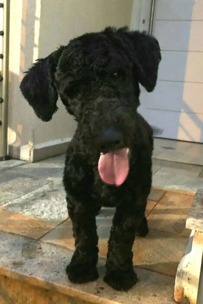 Cachorro ra a Poodle  idade 7 a 11 meses nome Snoopy 
