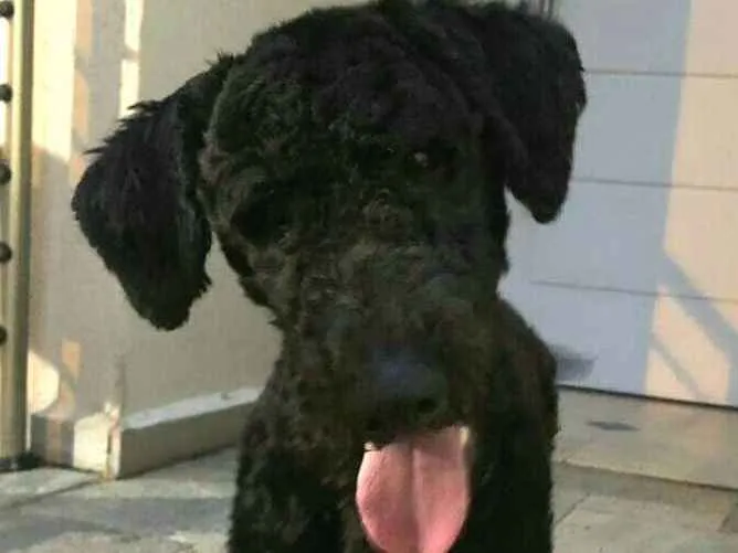 Cachorro ra a Poodle  idade 7 a 11 meses nome Snoopy 