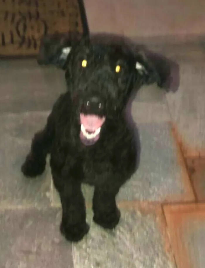 Cachorro ra a Poodle  idade 7 a 11 meses nome Snoopy 