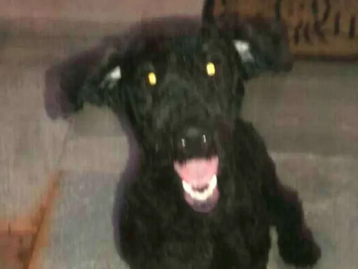 Cachorro ra a Poodle  idade 7 a 11 meses nome Snoopy 