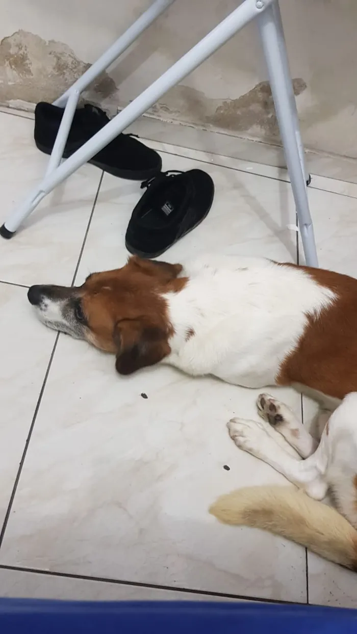 Cachorro ra a Vira-lata idade 4 anos nome Maylon 
