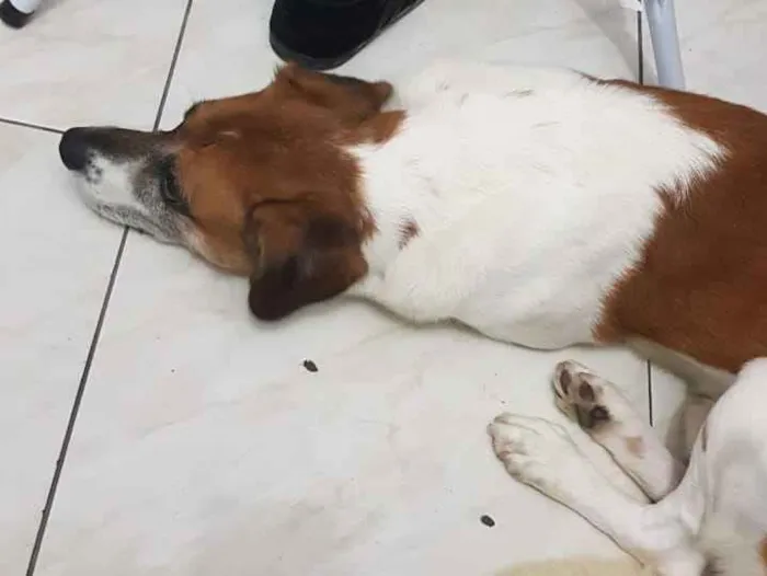 Cachorro ra a Vira-lata idade 4 anos nome Maylon 