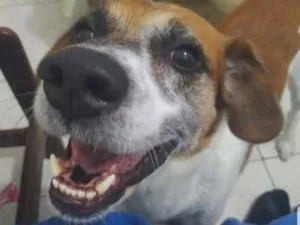 Cachorro raça Vira-lata idade 4 anos nome Maylon 
