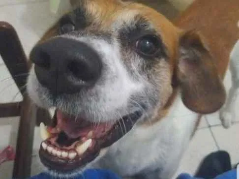 Cachorro ra a Vira-lata idade 4 anos nome Maylon 