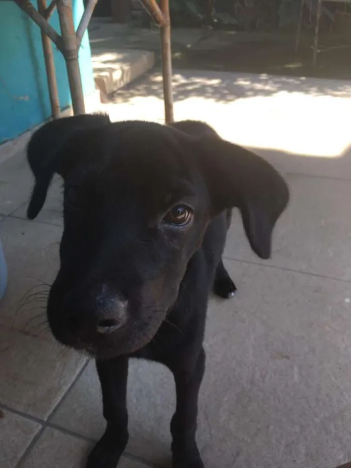 Cachorro ra a Srd idade 2 a 6 meses nome Sem nome