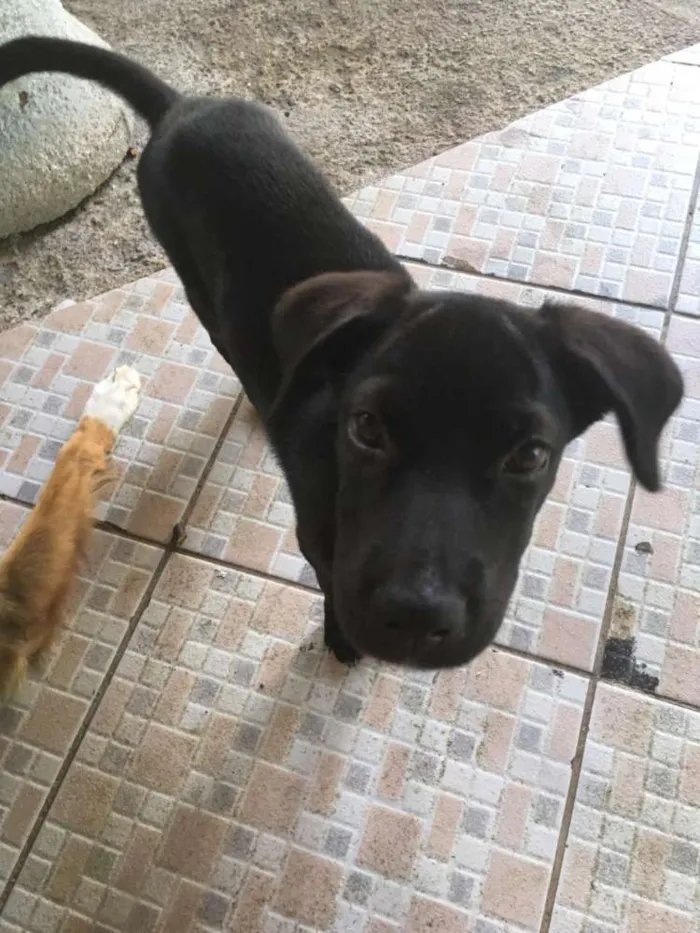 Cachorro ra a Srd idade 2 a 6 meses nome Sem nome