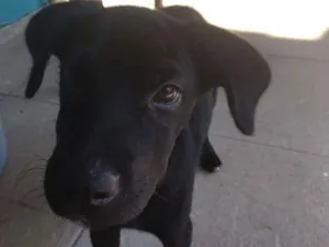 Cachorro raça Srd idade 2 a 6 meses nome Sem nome