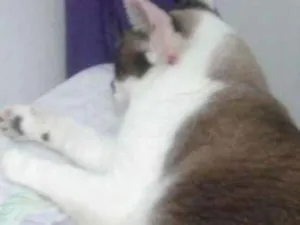 Gato raça Siames idade 3 anos nome Marley