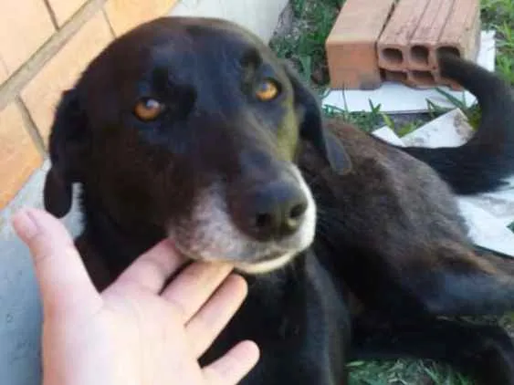 Cachorro ra a RND  idade 5 anos nome Kiara