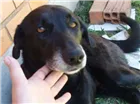 Cachorro raça RND  idade 5 anos nome Kiara