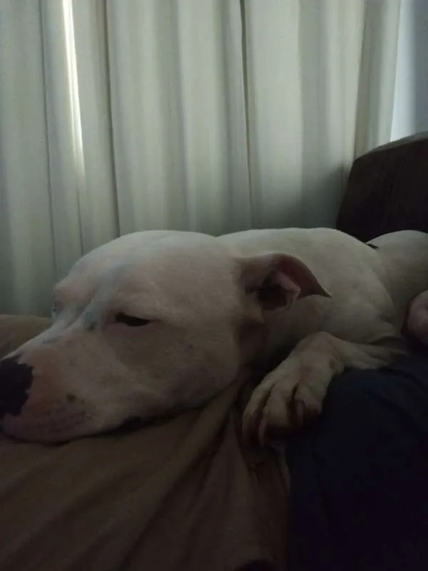 Cachorro ra a Staffordshire Bull Terrier idade 4 anos nome Baldur