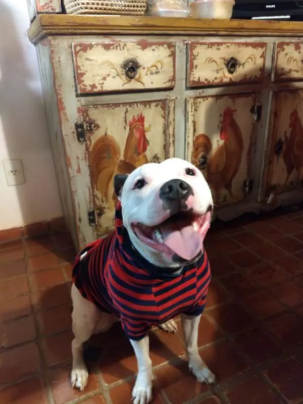Cachorro ra a Staffordshire Bull Terrier idade 4 anos nome Baldur