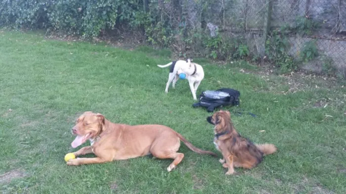 Cachorro ra a Staffordshire Bull Terrier idade 4 anos nome Baldur