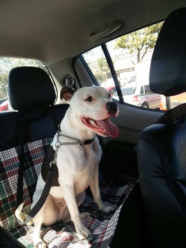 Cachorro ra a Staffordshire Bull Terrier idade 4 anos nome Baldur