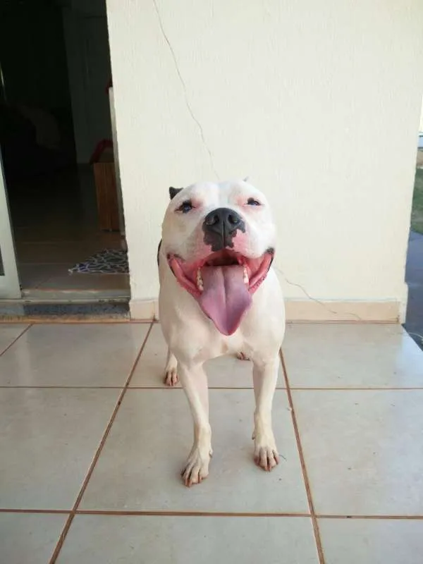 Cachorro ra a Staffordshire Bull Terrier idade 4 anos nome Baldur