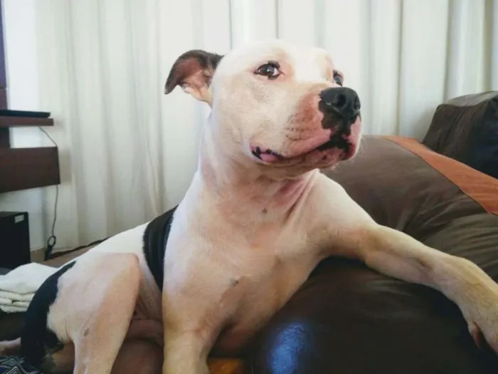 Cachorro ra a Staffordshire Bull Terrier idade 4 anos nome Baldur