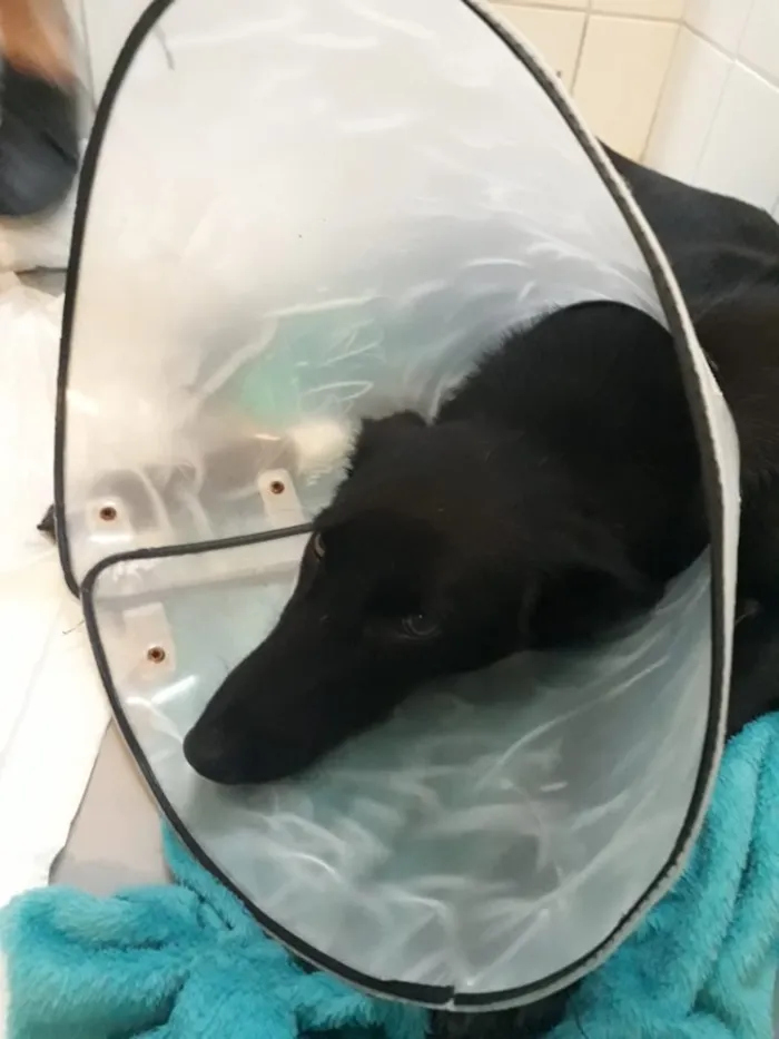Cachorro ra a SRD idade 2 anos nome Pretinha