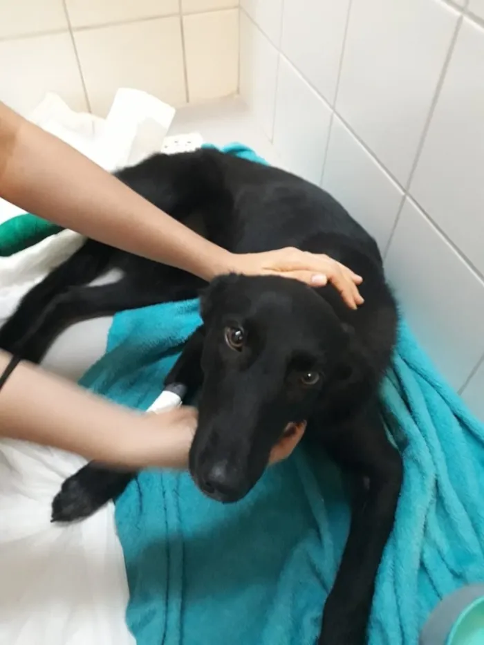 Cachorro ra a SRD idade 2 anos nome Pretinha