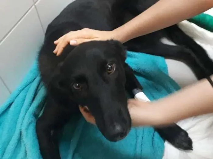 Cachorro ra a SRD idade 2 anos nome Pretinha