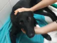 Pretinha
