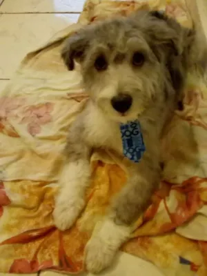 Cachorro raça Não definido idade 7 a 11 meses nome Maike