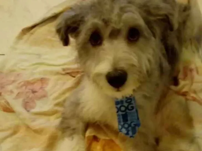 Cachorro raça Não definido idade 7 a 11 meses nome Maike