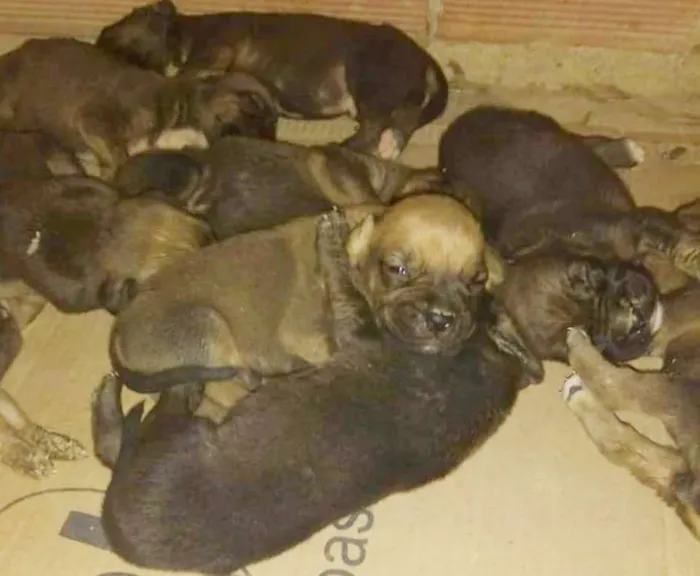 Cachorro raça Mestiço de Boxer idade Abaixo de 2 meses nome sem nome Ninhada