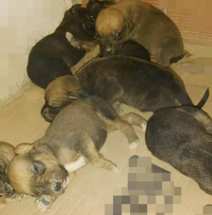 Cachorro raça Mestiço de Boxer idade Abaixo de 2 meses nome sem nome Ninhada