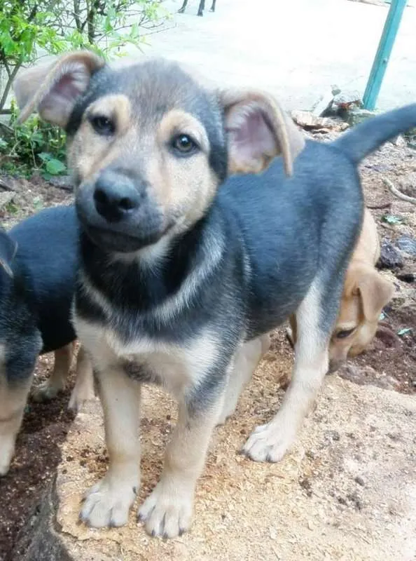 Cachorro ra a Srd idade 2 a 6 meses nome Athos