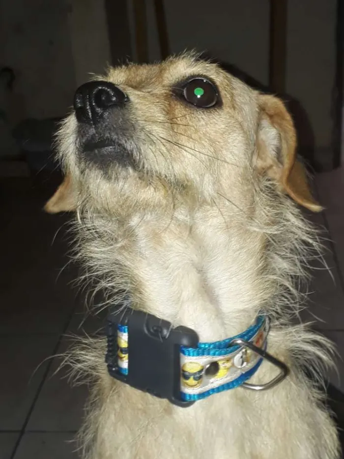 Cachorro ra a SRD idade 3 anos nome Felicia