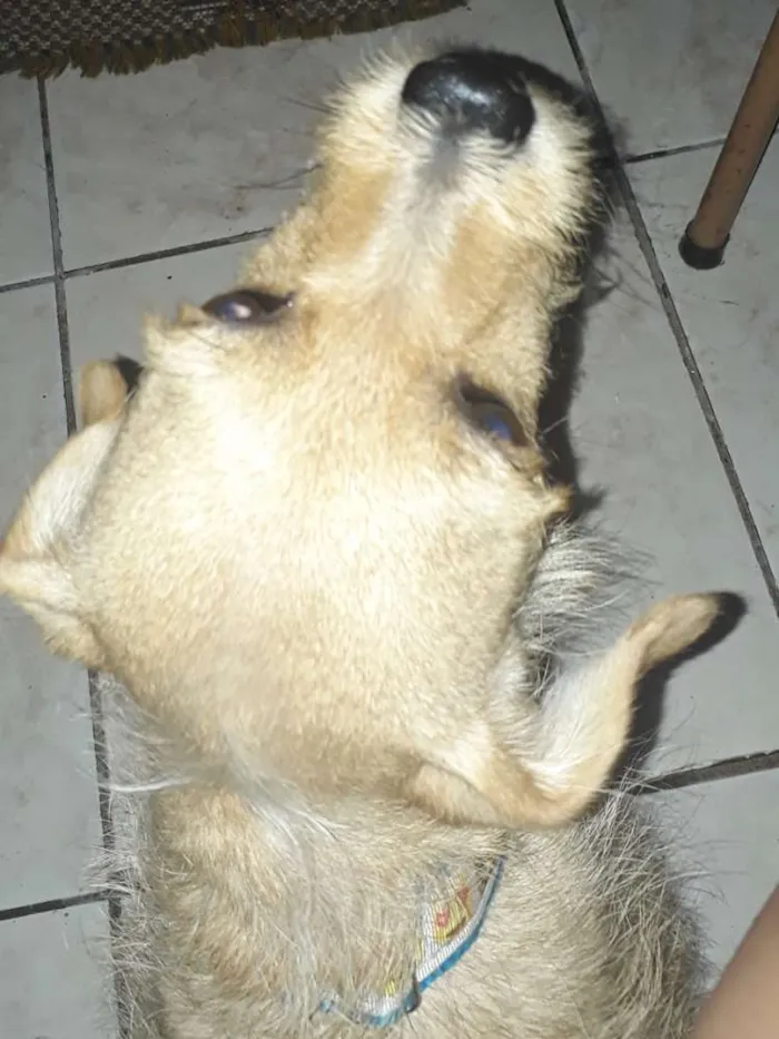 Cachorro ra a SRD idade 3 anos nome Felicia