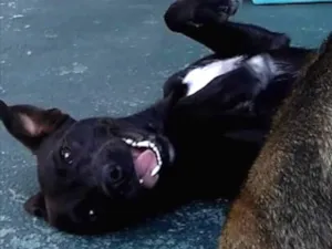 Cachorro raça SRD idade 1 ano nome Vênus 
