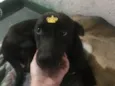 Vênus
