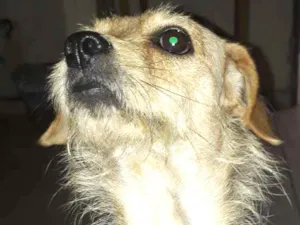 Cachorro raça SRD idade 3 anos nome Felicia