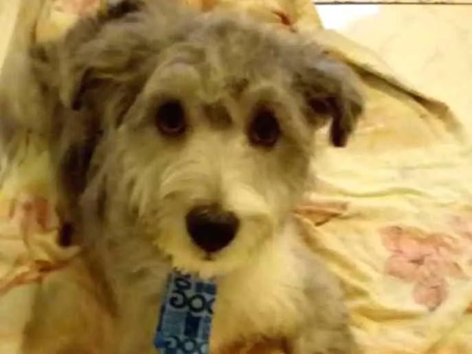 Cachorro raça Não definido idade 7 a 11 meses nome Maike