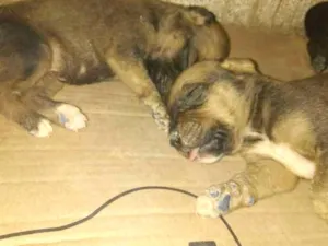 Cachorro raça Mestiço de Boxer idade Abaixo de 2 meses nome sem nome Ninhada