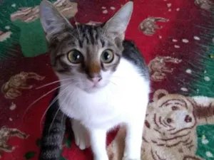 Gato raça Sem raça definida idade 2 a 6 meses nome Palhacinho