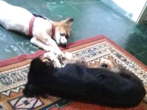 Cachorro raça (Fêmea)Viralata porte pequeno, idade 1 ano nome Scoobdoo e neguinha 