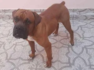 Cachorro raça Boxer idade 3 anos nome Thor